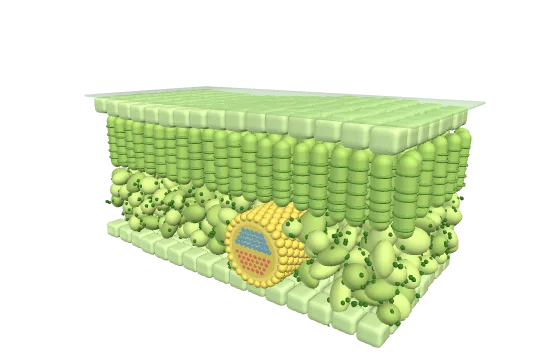 Leaf, drawn by the component itself