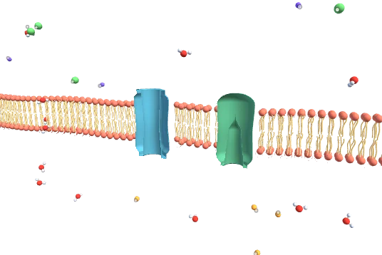 Membrane, drawn by the component itself