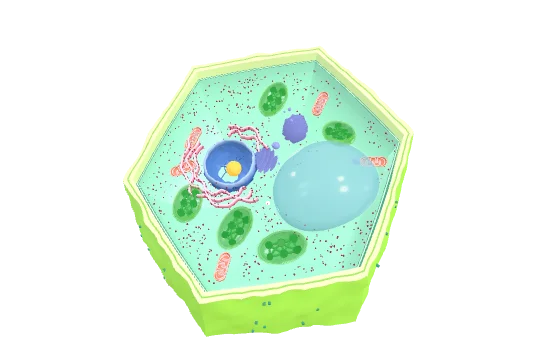 PlantCell, drawn by the component itself