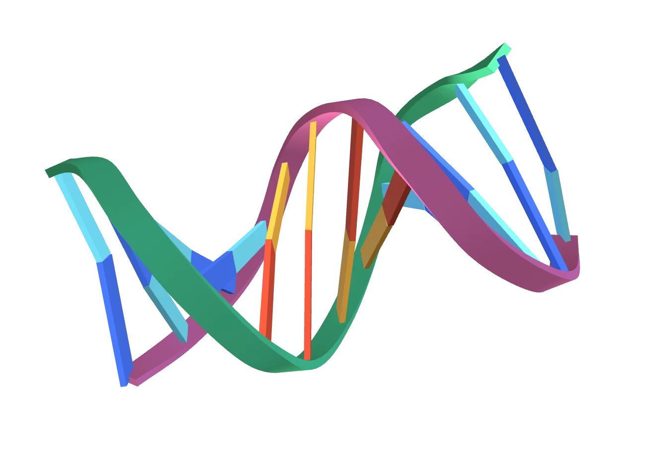 a DNA duplex, its rungs joined