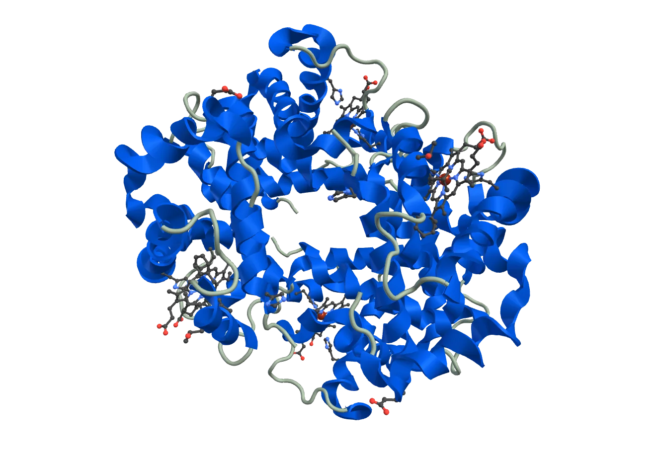 hemoglobin, four folded chains